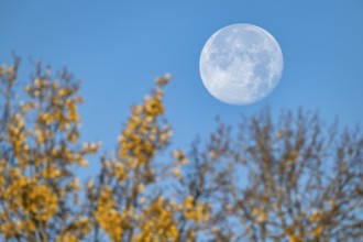 Full moon over autumnal tree, Stuttgart, Rosensteinpark, Baden-Württemberg, Germany, Europe