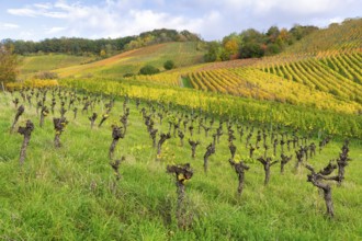 Vineyards with gnarled vines on a hill, surrounded by green grasses in autumnal colours, The vines