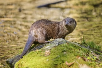 Eurasian otter (Lutra lutra) on a rock in the bavarian forest, Bavaria, Germany, Europe