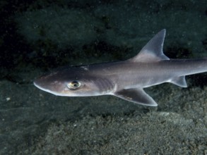 Close-up of a Common smooth-hound shark (Mustelus mustelus) swimming calmly above the seabed at