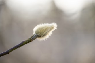 Flowering Goat willow (Salix caprea) with male flowers, willow catkins, Bavaria, Germany, Europe