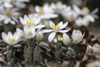 Canadian bloodroot (Sanguinaria canadensis), Emsland, Lower Saxony, Germany, Europe