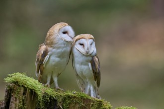 Pair of barn owls (Tyto alba) Bavaria, Germany, Europe