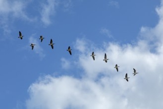 White-fronted geese, Barnacle geese (Branta leucopsis) Flock over the Elbe near Glückstadt,