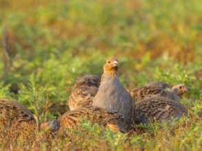 Gray partridges (Perdix perdix), family group (chain) on a fallow land, Solms, Hesse, Germany,