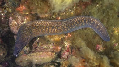 Mediterranean moray (Muraena helena), dive site marine reserve Cap de Creus, Rosas, Costa Brava,