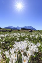 Spring crocuses, wild crocus, white, sunbeams, sunny, hummocky meadows, Werdenfelser Land,