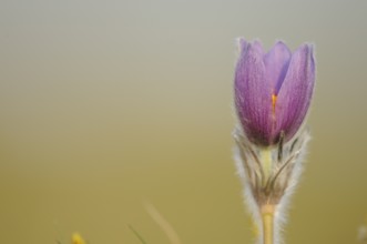 Purple flower against a light, soft background, Pasque flower (Pulsatilla vulgaris), Upper