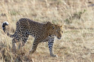 African Leopard (Panthera pardus) waking on the savanna, Maasai Mara National Reserve, Kenya,