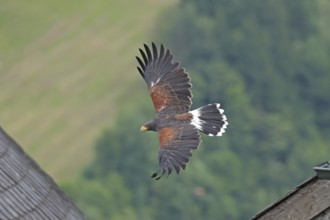 Harris's hawk (Parabuteo unicinctus), Hohenwerfen Castle, Salzburger Land, Austria, falconer,