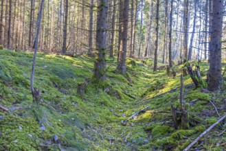 Old hollow way in a spruce forest with green moss on the ground a sunny spring day, Sweden, Europe