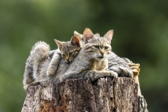 A protective cat with cuddling kittens on a tree trunk in the forest, wildcat (Felis silvestris),