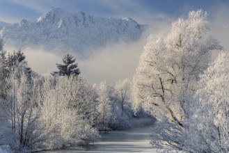 Snow-covered trees in front of mountains, hoarfrost, winter, Lake Kochel, Alpine foothills,