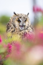 Long-eared owl (Asio otus), or lesser horned owl, sitting in middle of blossoming flowers, captive,