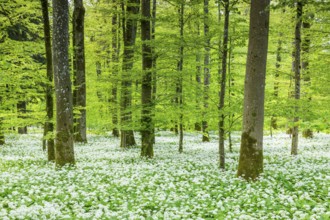 Wild garlic in flower (Allium ursinum), allium family (Allium), beech forest, Weiterdingen, Hegau,