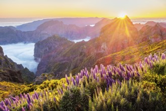 View from Pico do Arieiro of mountains over clouds with Pride of Madeira flowers and blooming