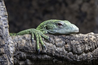Reisinger's tree monitor (Varanus reisingeri), captive, Germany, Europe