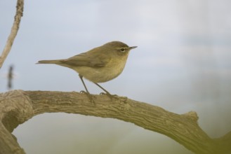 A chiffchaff (Phylloscopus collybita) sits quietly on a branch in a natural environment, Hesse,