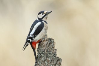 Great spotted woodpecker (Dendrocopus major), female, with red, black and white feathers sitting on