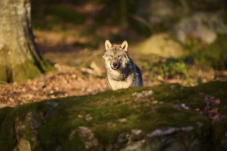 Close-up of a Eurasian wolf (Canis lupus lupus) in a forest in spring, Bavarian Forest National