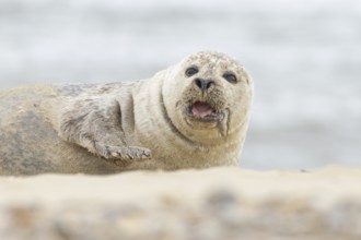 Grey seal (Halichoerus grypus) adult animal on a beach, Norfolk, England, United Kingdom, Europe