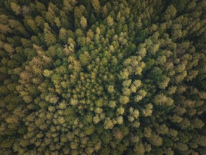 Aerial view of a forest with different tree species, Unterhaugstett, Black Forest, Calw district,