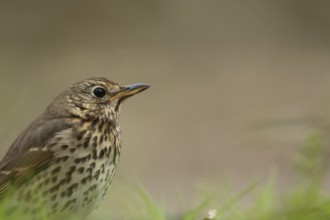 Song thrush (Turdus philomelos) adult bird head portrait, England, United Kingdom, Europe