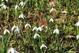 C-moth (Polygonia c-album, Nymphalis c-album), snowdrop (Galanthus) in sunlight, Höxter,