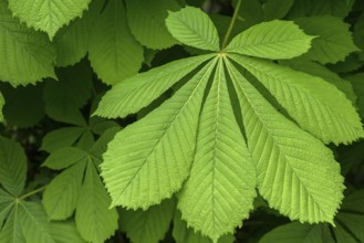 Spring leaf of a horse chestnut (Aesculus hippocastanum), Bavaria, Germany, Europe