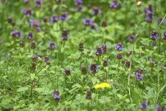 Common selfheal (Prunella), Bavaria, Germany, Europe