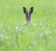 European hare (Lepus europaeus) sitting in a grain field and looking attentively, wildlife,