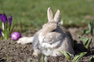 Rabbit (Oryctolagus cuniculus domestica), Easter, lying, crocuses, Easter egg, A rabbit lies