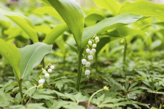 Flowering lily of the valley (Convallaria majalis) in the forest near Moritzburg, Saxony, Germany,