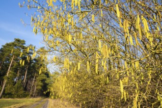 Common hazel (Corylus avellana) also known as hazel bush or hazelnut bush, male, yellow