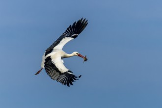 A flying stork carries its prey in its beak across the clear sky, white stork (Ciconia ciconia),
