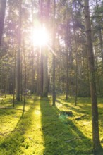 Sunbeams flood the forest and cast long shadows on the moss-covered ground, Calw district, Black