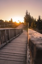 Wooden path in the forest during sunset, a peaceful nature scene, Black Forest, Germany, Europe