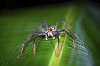 Getazi comb spider or Getazi banana spider (Cupiennius tazi), adult male sitting on a leaf at