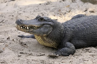 Mississippi Alligator (Alligator mississippiensis), pike alligator, adult, friendly, portrait,