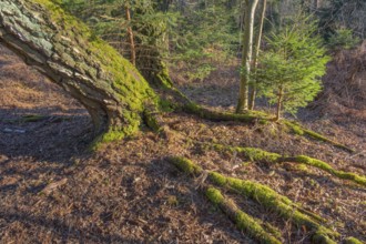 View of the roots of a birch (Betula) and a small fir tree (Abies) apparently growing on a tree