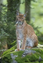 Eurasian lynx (Lynx lynx) sits on a moss-covered rock in the forest and looks attentively, Germany,