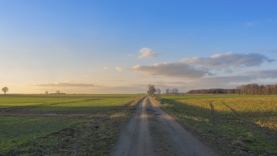 View along a country lane in the evening light, clouds, blue sky, backlight, field, landscape