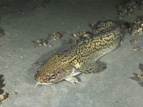 Tiger fish, burbot (Lota lota), resting on sandy bottom, dive site Steilwand, Wallhausen, Lake