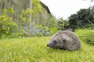 European hedgehog (Erinaceus europaeus) adult animal on a garden grass lawn in the spring, England,