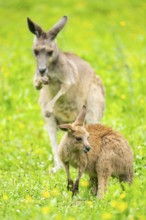 Eastern grey kangaroo (Macropus giganteus) on a meadow, Bavaria, Germany, Europe