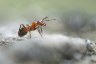 Wood ant (Formica) walking to the right on a blurred rock, antennae pointing forwards, macro,