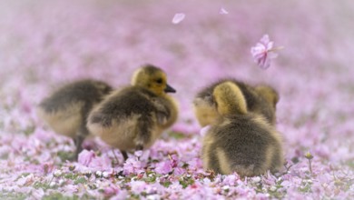 Canada goose chicks (Branta canadensis) four running through a meadow covered with pink cherry