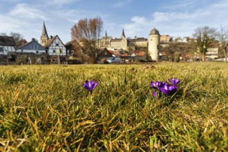 Crocuses in a meadow, town panorama, old town, Hanseatic town of Warburg, Warburger Börde, Upper