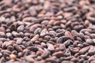 Cocoa beans drying, cocoa (Theobroma cacao), Costa Rica, Central America