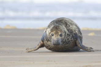 Grey seal (Halichoerus grypus) adult animal on a beach, Norfolk, England, United Kingdom, Europe
